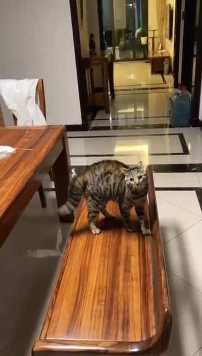 Hold my catnip while I strike a pose