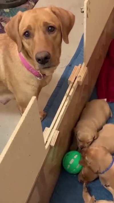 This look of sadness is just tooo human