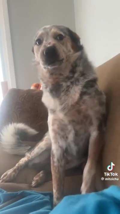 So rude (but so cute)