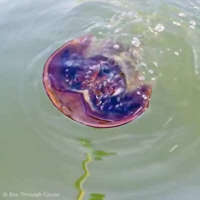 It's rare for a horseshoe crab to swim, this is how they do it, upside down.