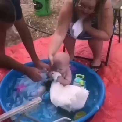 What's the worst that can happen, giving the toddler a pet goose to take baths with?