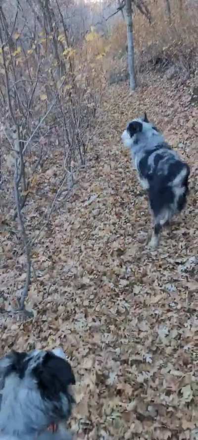 Happy Halloween 🎃