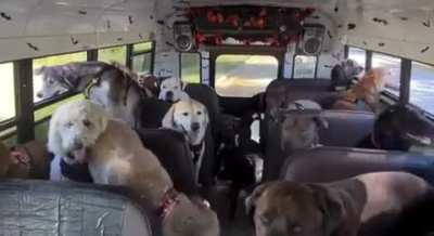 Dogs Before And After A Trip To Their Local Park