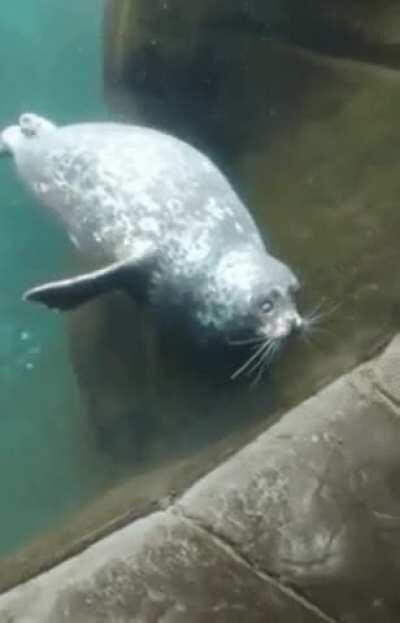 When boop a seal