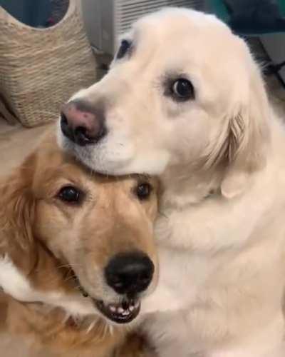 Oh Look how intelligent and cute he is😍