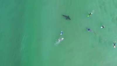 CRAZY drone footage of a great white shark & surfers filmed today in Plettenberg Bay!!!! Zachary Berman