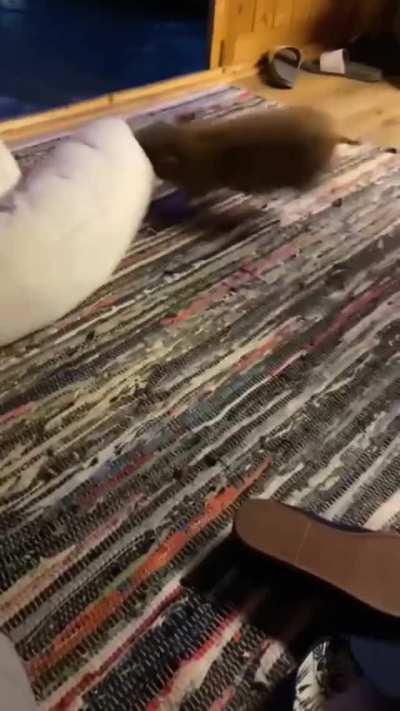 Little Piggy vs Big Pillow