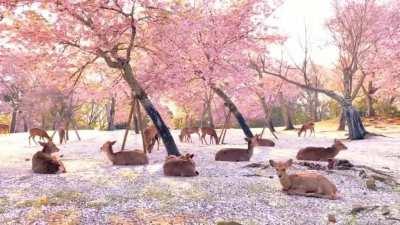 Deer in blossoms - zoom version