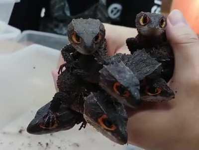 Weren't they removed in previous updates?