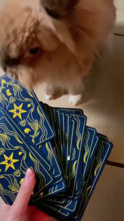 Bambi and Tarot Reading