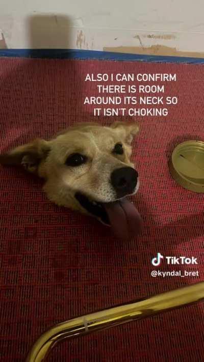 Dog sheltering from the rain decides to say hello