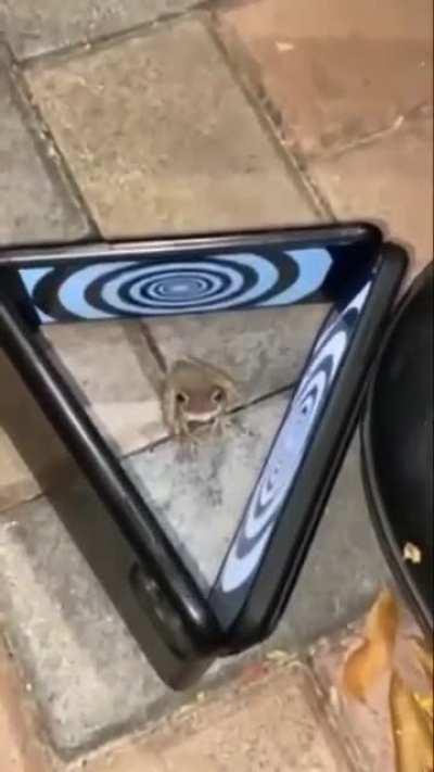 To hypnotize a frog