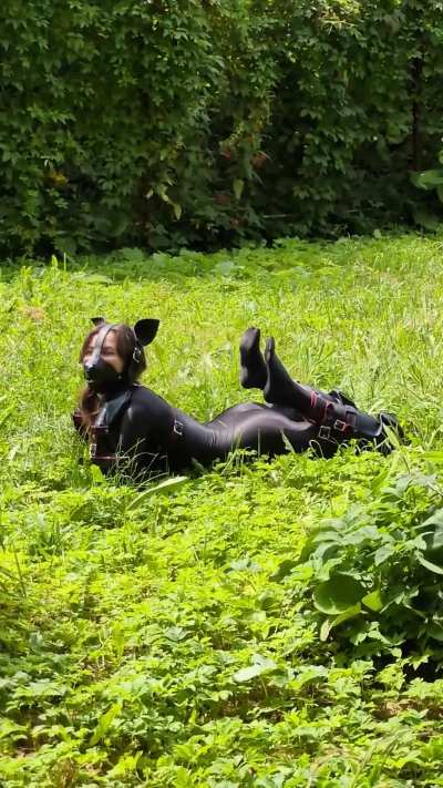 The puppy ran around in the grass and got tired🐶