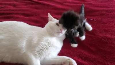 Foster mom will lick you, but you have to put yourself in front of her 👅