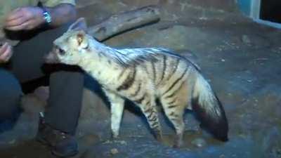 Aardwolf in the Cincinnati zoo, it's the world's smallest Hyena and feeds exclusively on insects, and actively detests meat unless softened or well cooked.