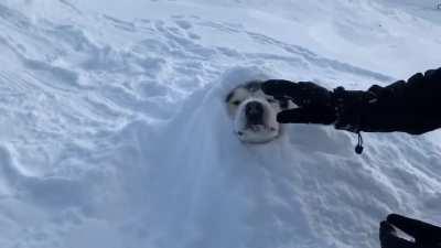 Burying Malamute in Snow!