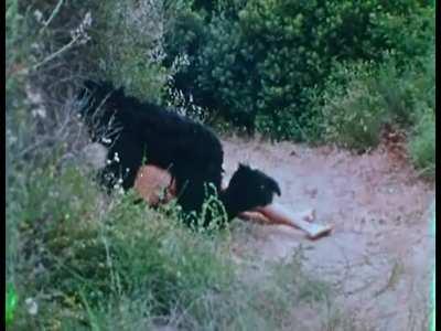 White damsel in distress Chris Robin gets ape-raped (Tarzun and the Valley of Lust, 1970)