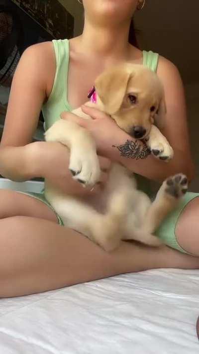 scratching my belly 🐶