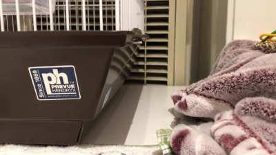 Playing peekaboo with our chicken