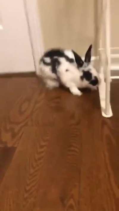 Luffy and his one brain cell