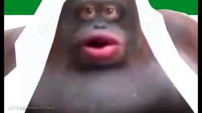 the adventures of monke and boy retard