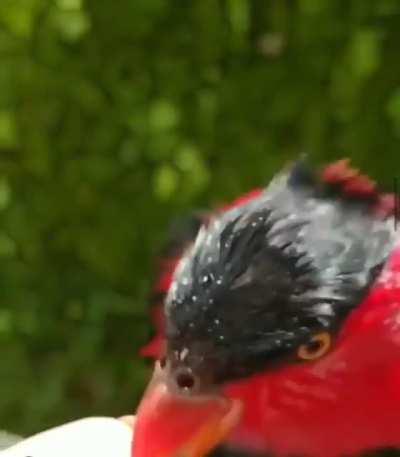 This parrot’s tongue...