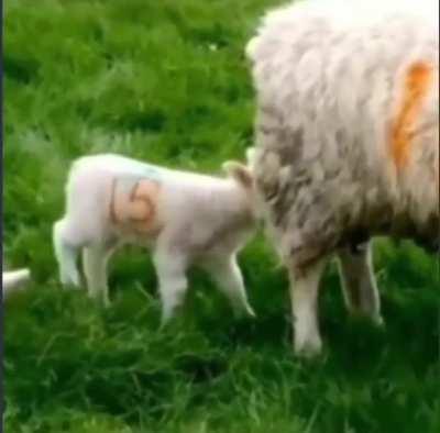 Wtf mom (🎧⚠️)