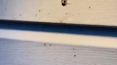 The mf Spider Challenge