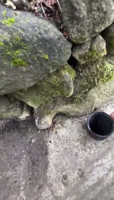 Ferrets are trained and used to help pull electrical wiring through hard-to-reach places.