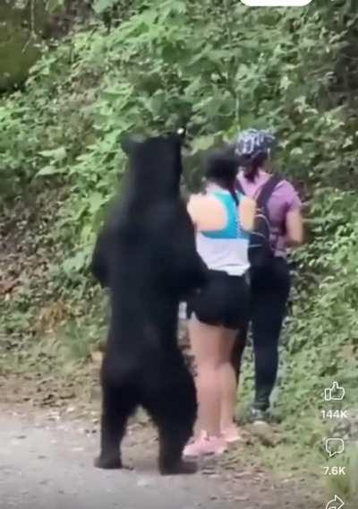 This bear gets a little too close for comfort