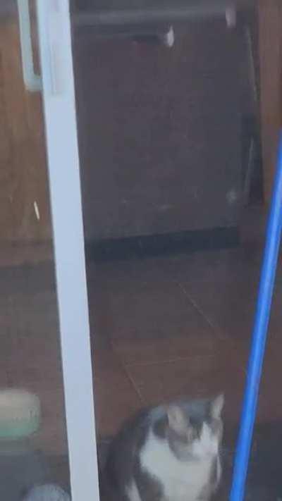 I can't enjoy the back deck without a peanut gallery