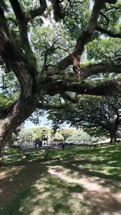 HMRB while I climb this huge tree.