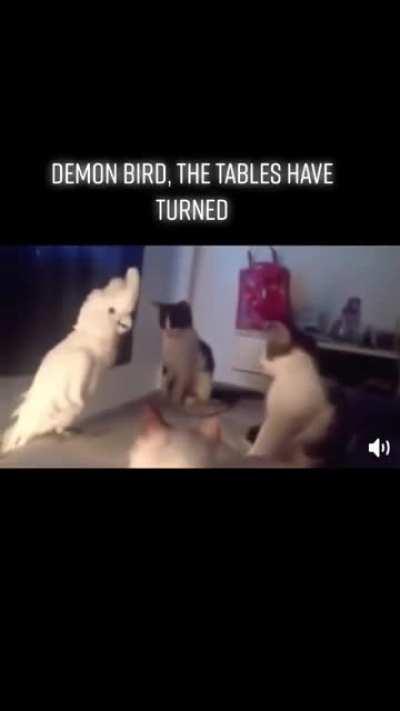 The tables have turned and now the bird attacks the cat