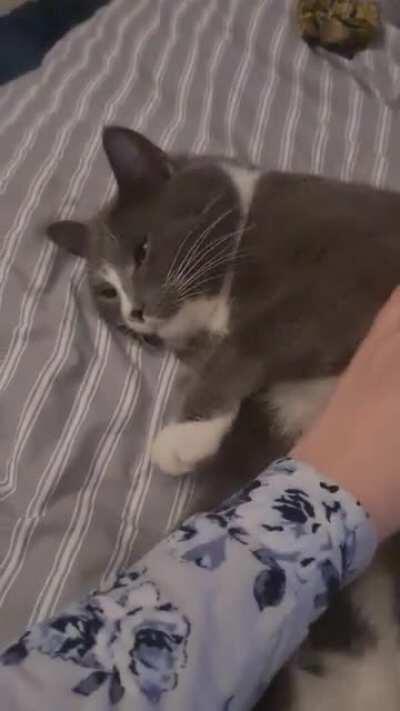 Chester's activation noise.