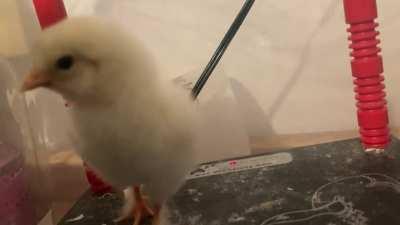 Still hanging in there. Made it past 24 hours.