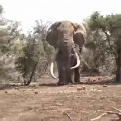 🔥 Worlds largest Elephant