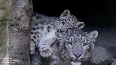 Snow leopard cub is testing patience of its mum