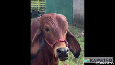 If the rock was a farmer