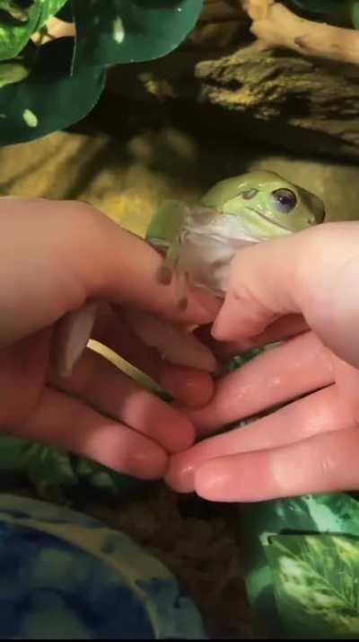 Froggo noms