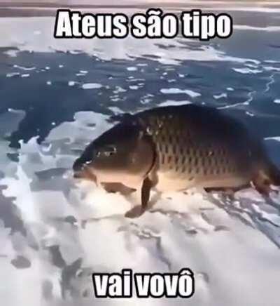 Peixe vovó 😳