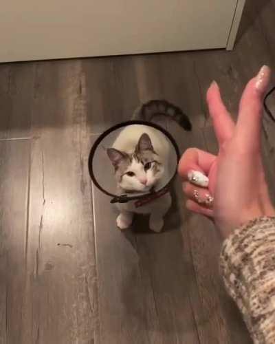 I got 9 lives, we can do this all day