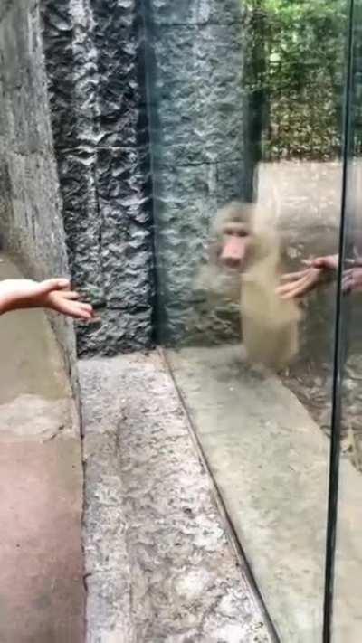 The monkey who was stunned by the magic show he watched.