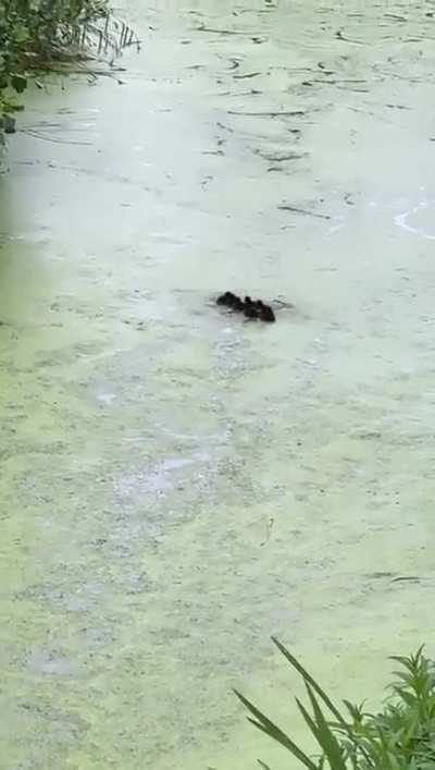 Maam Duck teaching her ducklings the trick..