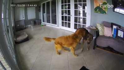 Dog recognises and helps stop friend's seizure