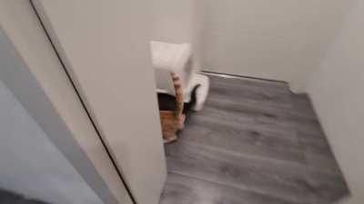 Feeding Time Drifties