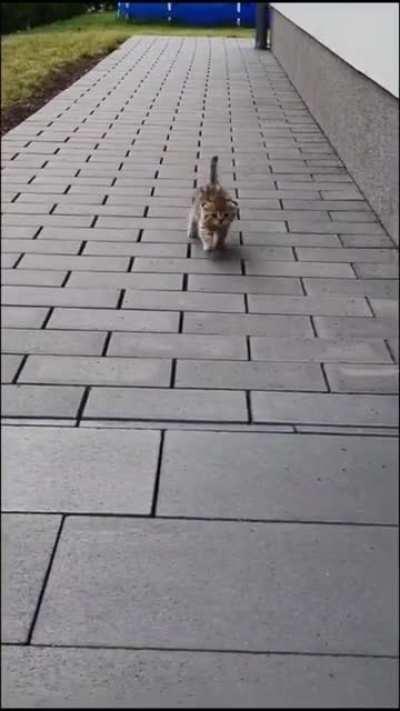 Lil kitten learning about the outdoors!