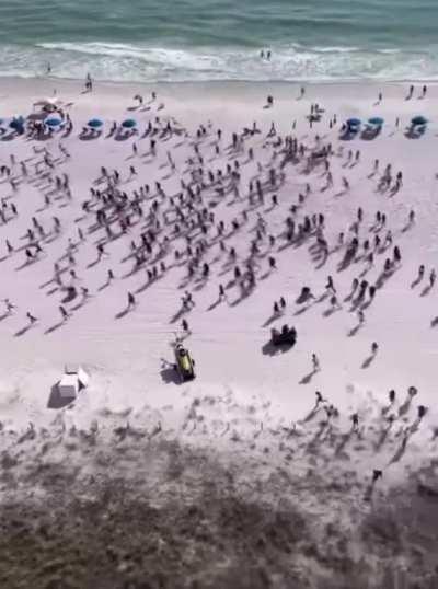 All it took was 1 Drug detecting dog