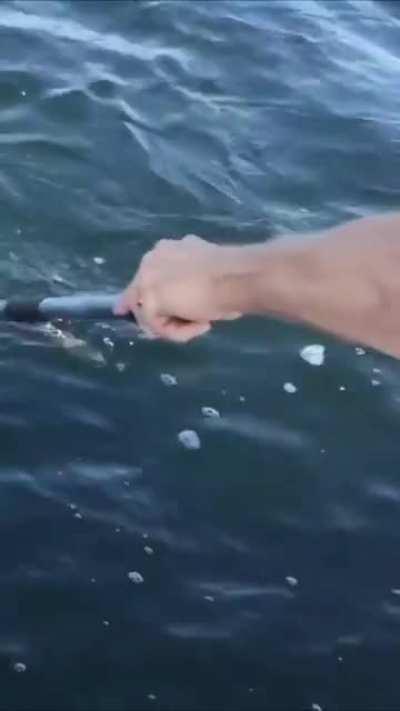 Diamondback Rattlesnake found 3 miles off the coast of Florida