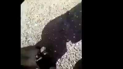 Don't challenge the dog!