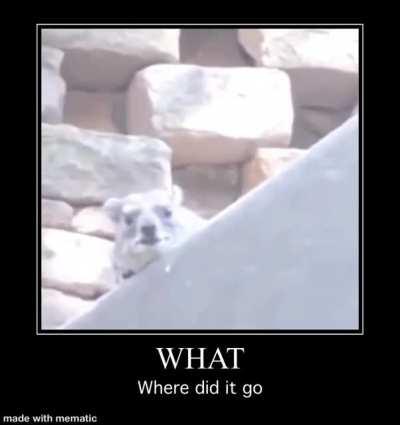 Where did the thing go